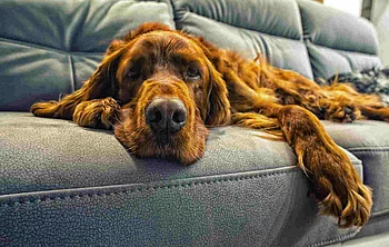 dog sleeps on a sofa