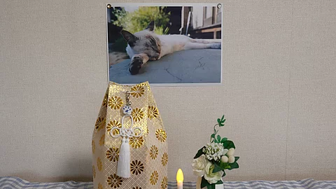 Eine Kerze, eine Blume und eine Urne stehen auf einem Tisch. AN der Wand dahinter hängt ein Katzenbild.