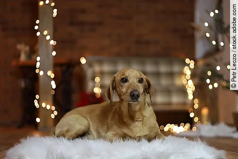 Ein Hund liegt auf einem gemütlichen Teppich im Wohnzimmer. Im Hintergrund sind Lichterketten und ein Sofa zu sehen.