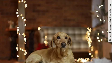 Ein Hund liegt auf einem gemütlichen Teppich im Wohnzimmer. Im Hintergrund sind Lichterketten und ein Sofa zu sehen. Ein Hund liegt auf einem gemütlichen Teppich im Wohnzimmer. Im Hintergrund sind Lichterketten und ein Sofa zu sehen.