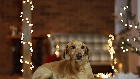 Ein Hund liegt auf einem gemütlichen Teppich im Wohnzimmer. Im Hintergrund sind Lichterketten und ein Sofa zu sehen.