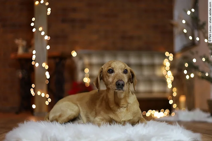 Ein Hund liegt auf einem gemütlichen Teppich im Wohnzimmer. Im Hintergrund sind Lichterketten und ein Sofa zu sehen.