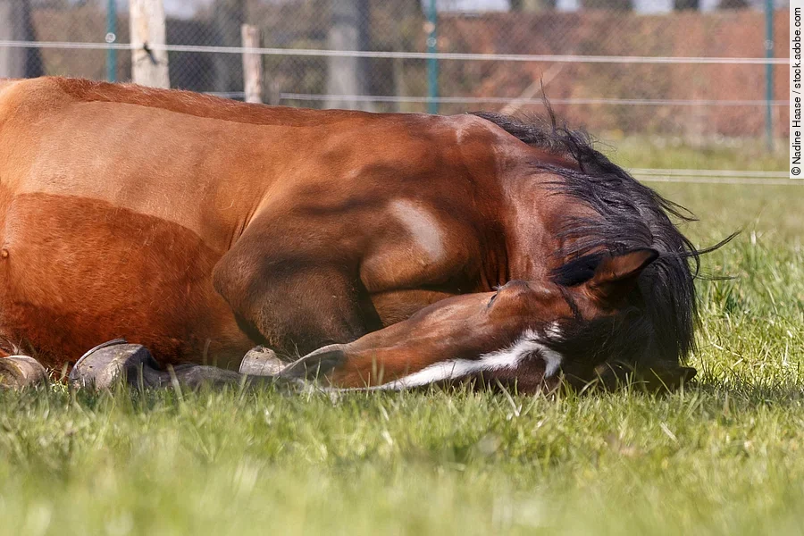 Liegende Stute