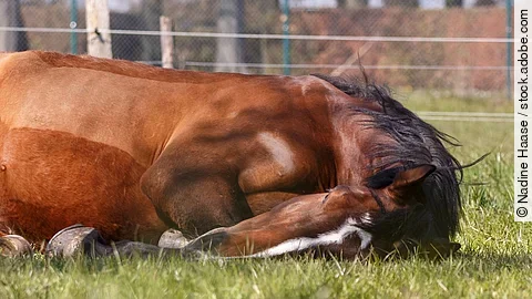 Liegende Stute Liegende Stute
