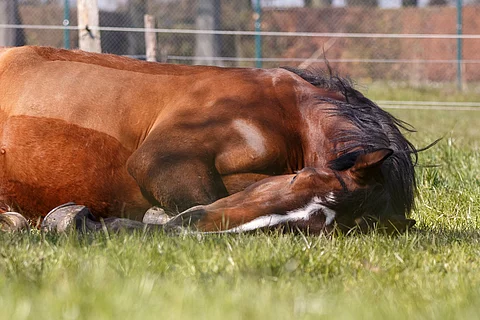 Liegende Stute