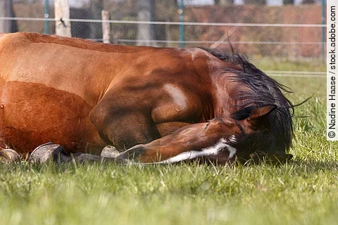 Liegende Stute