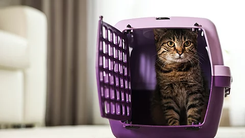 Katzentransport Katzentransport
