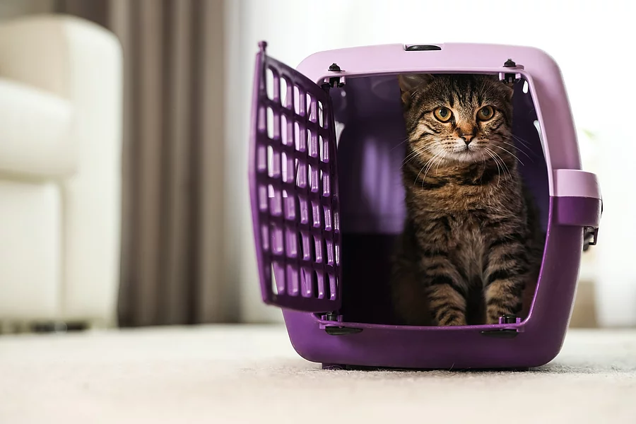 Katzentransport