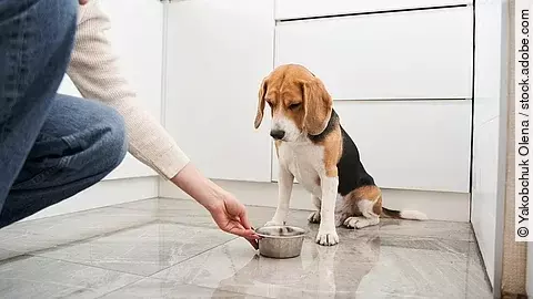 Ein gefleckter Beagle wartet in der hellen, modernen Küche auf das Kommando einer jungen Dame, um zu fressen. Stockfoto