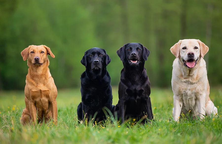 Labrador Retriever