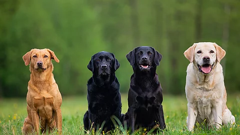 Labrador Retriever