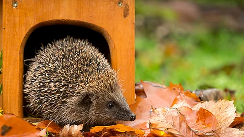 Ein Igel schaut aus seinem Igelhaus raus. Vor dem Haus liegt buntes Laub. Ein Igel schaut aus seinem Igelhaus raus. Vor dem Haus liegt buntes Laub.
