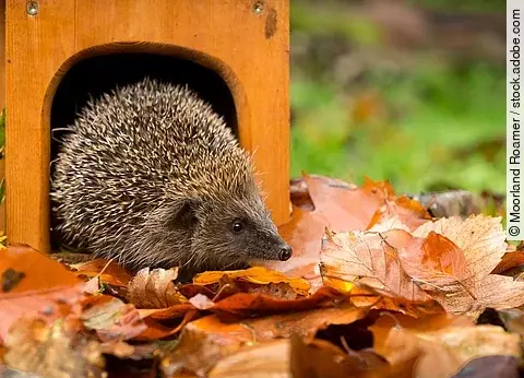 Ein Igel schaut aus seinem Igelhaus raus. Vor dem Haus liegt buntes Laub.