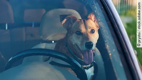Attractive happy ginger mixed breed dog in car protected by seat