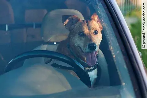 Attractive happy ginger mixed breed dog in car protected by seat