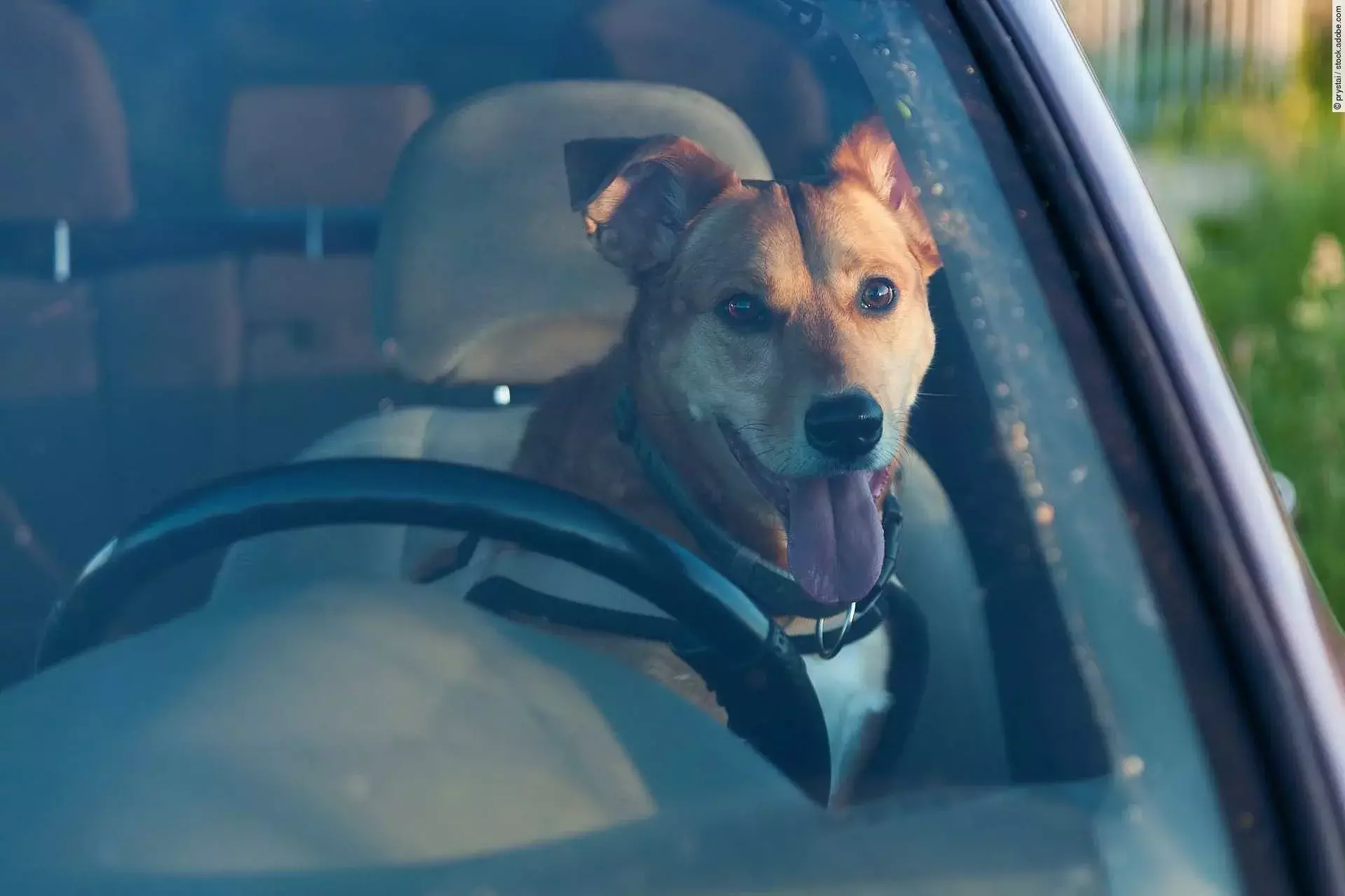 Attractive happy ginger mixed breed dog in car protected by seat