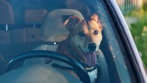 Attractive happy ginger mixed breed dog in car protected by seat