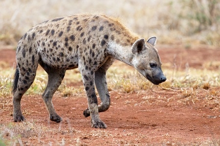 Hyena walking near Satara restcamp in Kruger National Park in So