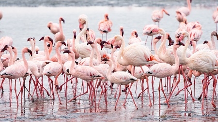 Flock of Pink Flamingos at Walvis Bay, Namibia.
