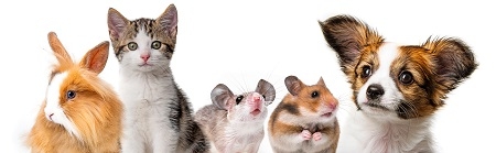 cute animals isolated over white