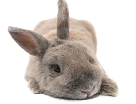 Decorative rabbit gray cute lying isolated on white background 