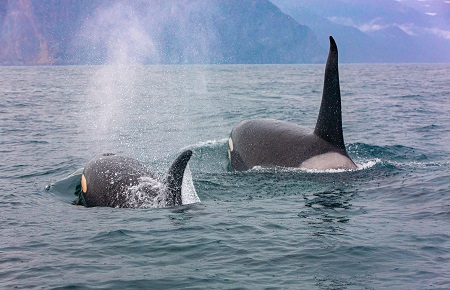 Selective focus.. The pair of transient killer whales travel thr