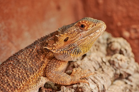female bearded dragon close up
