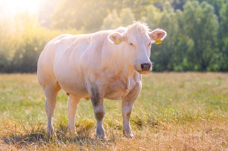 Grass fed Belgian Blue cow (Race de la Moyenne et Haute Belgique