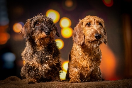 Two wire-haired dachshund dogs sitting in nightlife setting look
