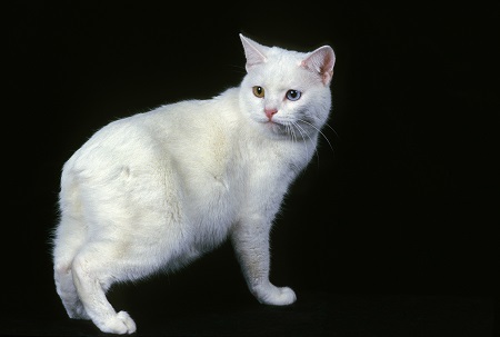 Manx Domestic Cat, a Cat Breed withoug Tail, Adult against Black