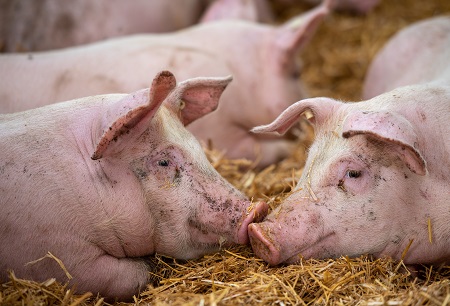 Schweinehaltung auf Stroh