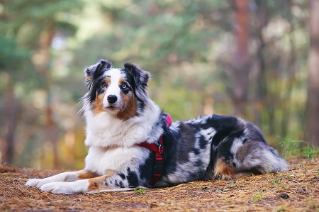 Blue merle Australian Shepherd dog with a red harness lying down