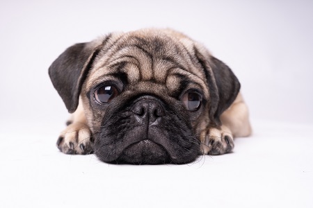 Pug, dog on white background. Cute friendly fat chubby pug puppy