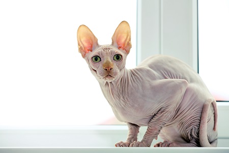 Cat sphynx on light background