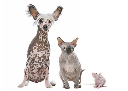 Naked Dog,Cat and Rat