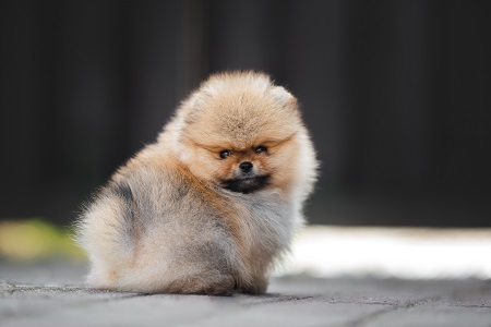 adorable red pomeranian spitz puppy sitting outdoors