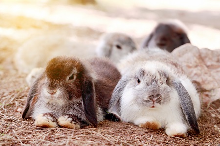 Baby Holland lop rabbit eating grass in park