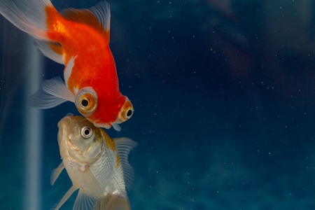 Two goldfish swimming together in aquarium