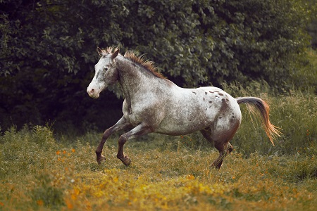Appaloosa horse galloping through green meadow by the sunset
