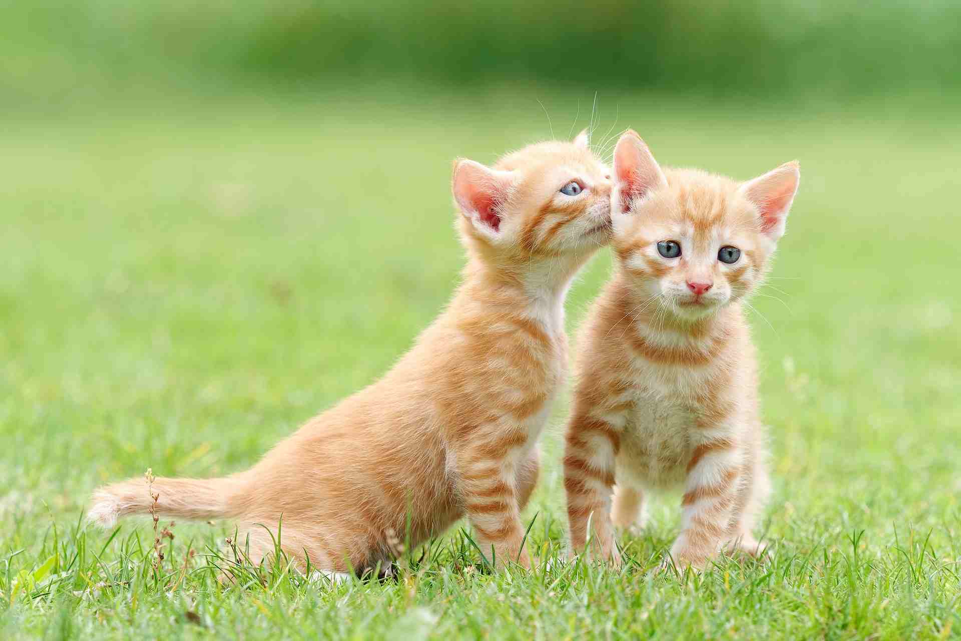 Portrait of two lovely ginger tabby cats standing on green grass