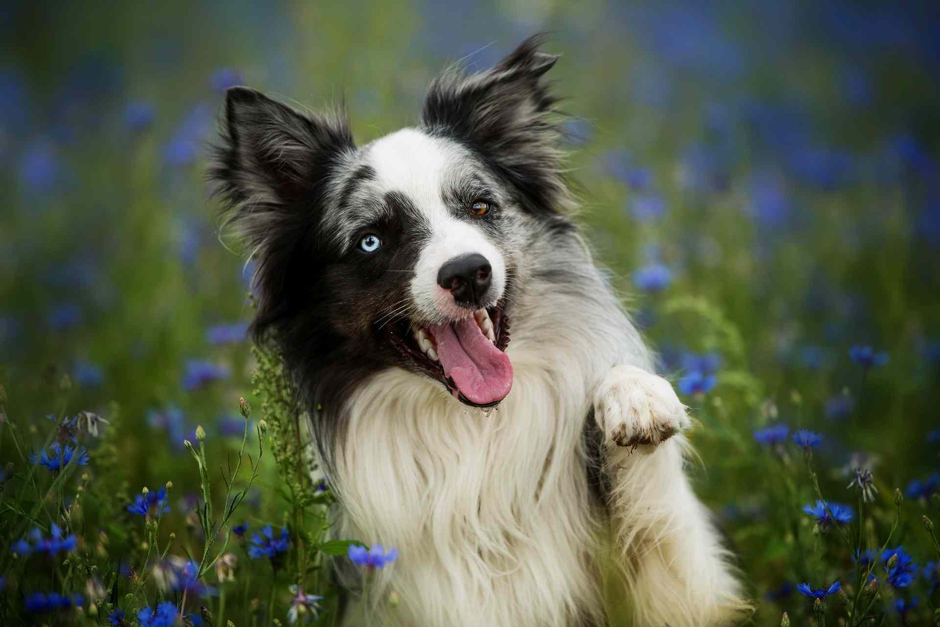 Border collie in a cornflower field