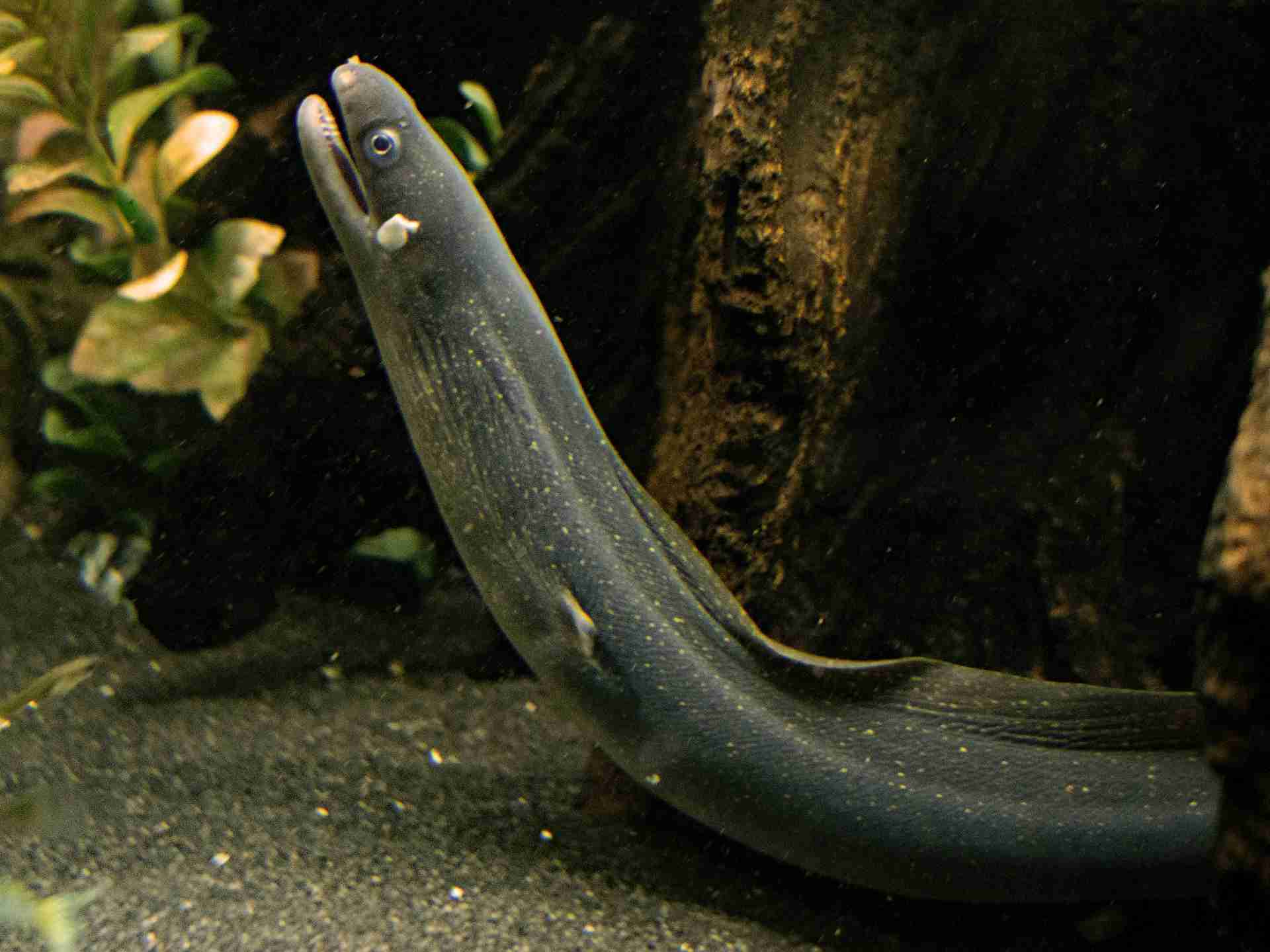 Indian Freshwater moray in a tank