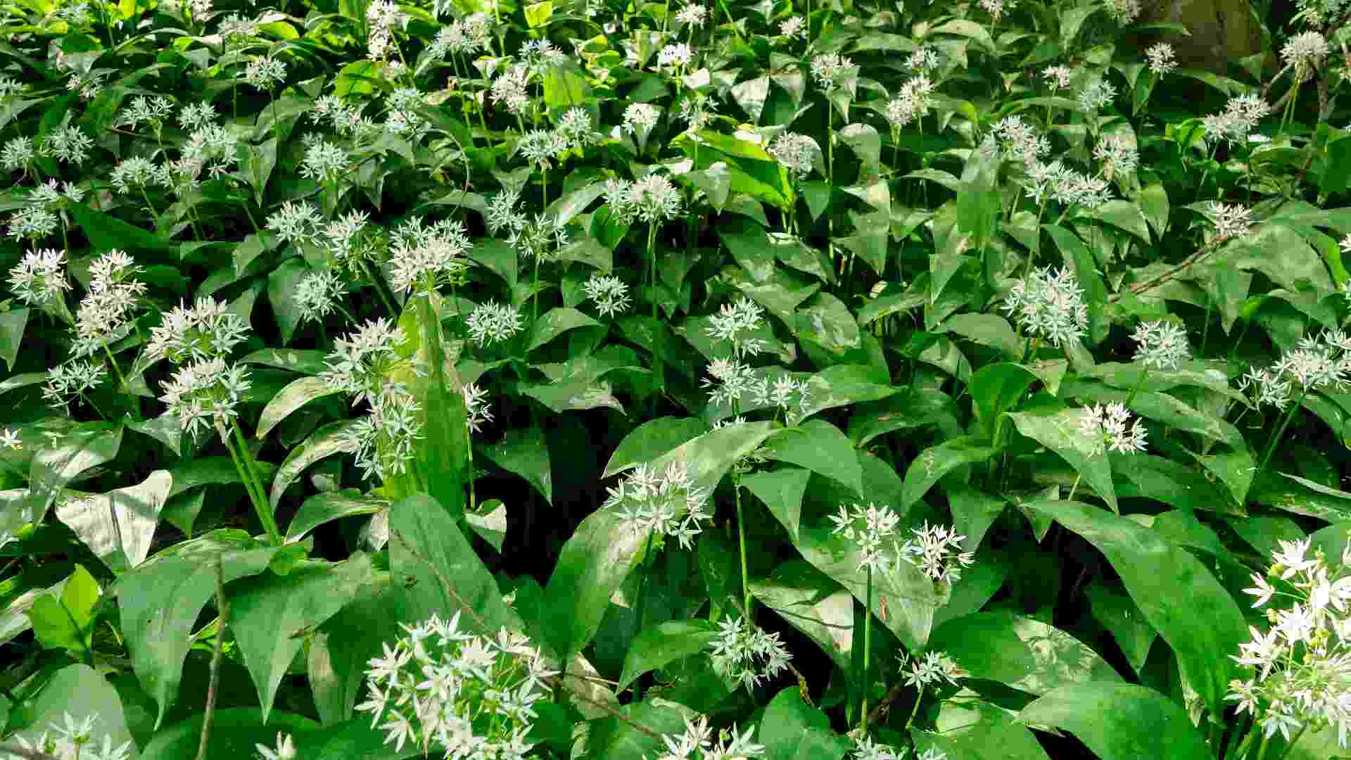 Ail des ours - Allium ursinum