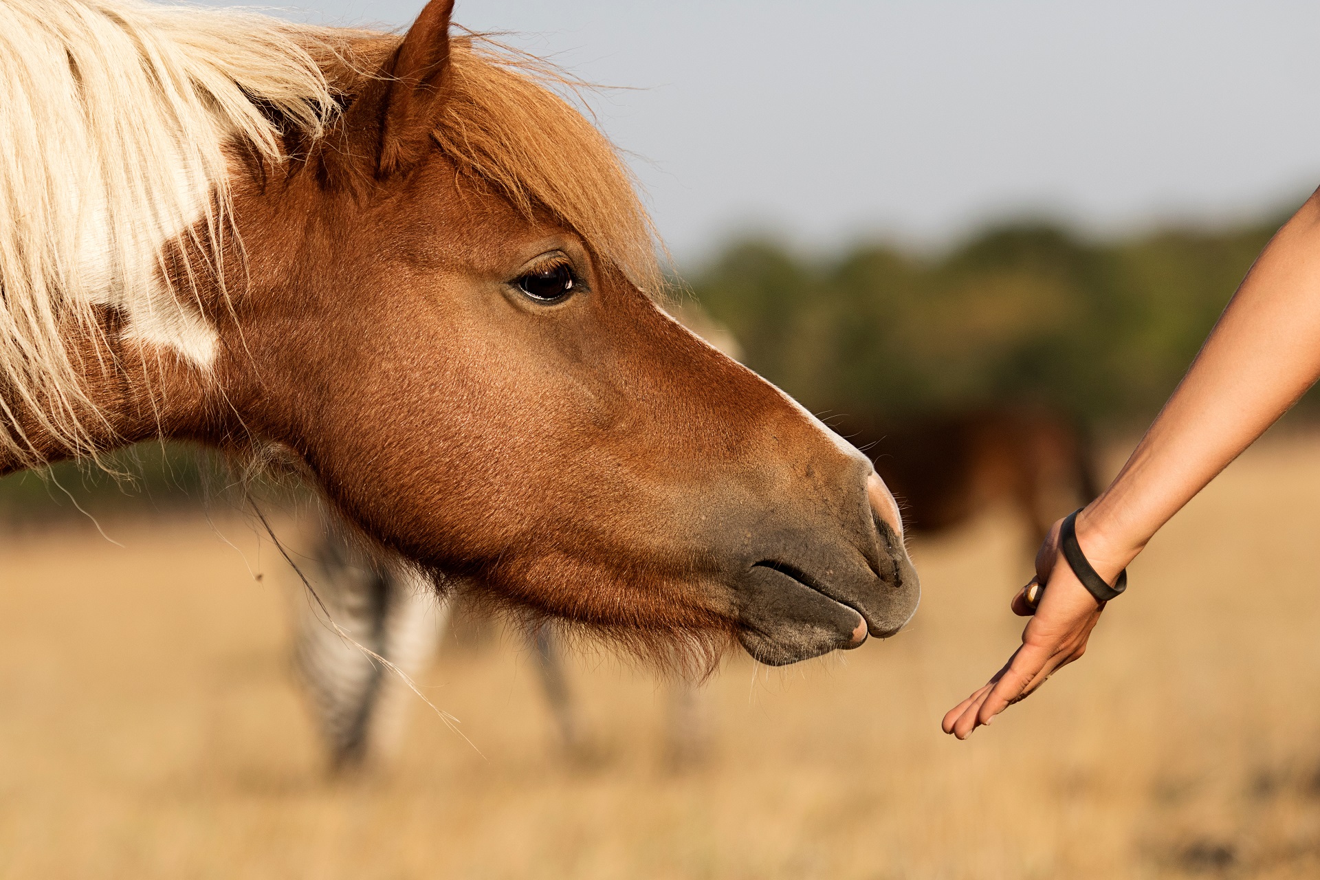 horse eats from a human hand