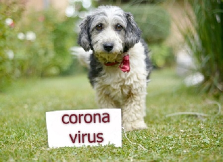 The cute black and white adopted stray dog on a green grass.