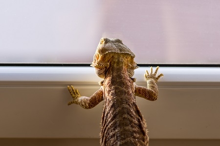Detail of Bearded dragon (pogona) looking out of the window
