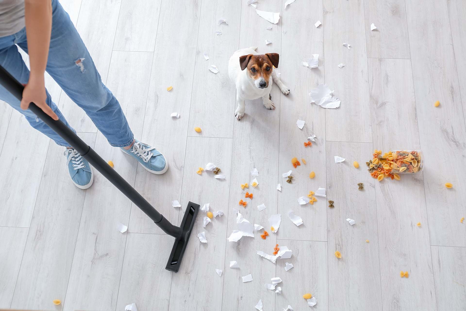 Owner cleaning floor after naughty dog