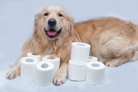 Toilet paper and Golden Retriever.White toilet paper on white ba