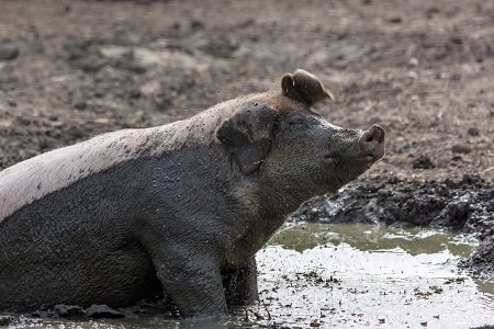 Pig in the mud on a farm in Finland