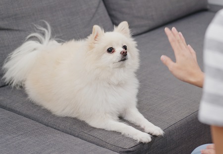 Woman train on her dog at home